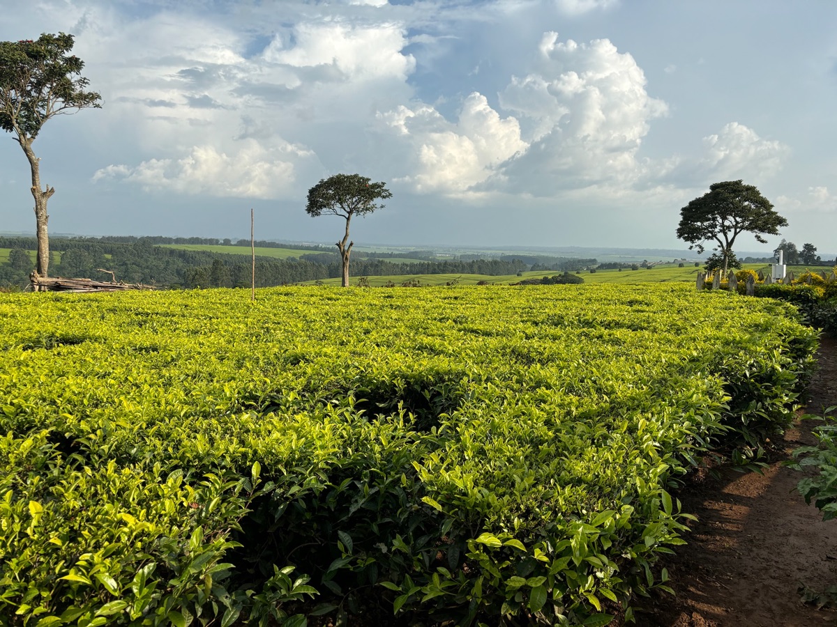 Tea plantation in the Kenyan highlands